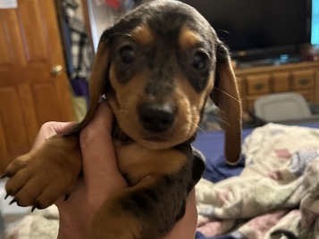 Dachshund – mini dachshund