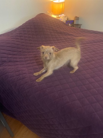 Chihuahua – rehome