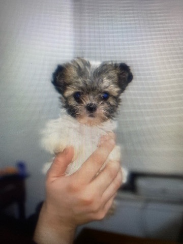 Shih Tzu – Puppies for sale