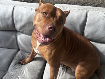 American Pit Bull Terrier – Akane looking for new home – Newark