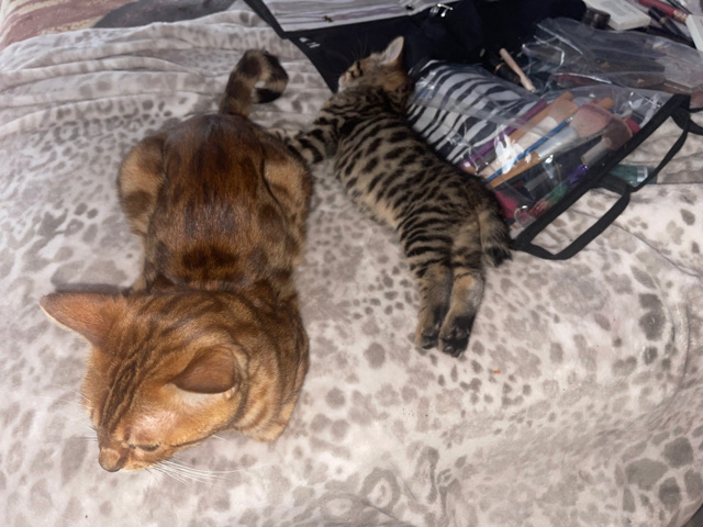 Bengal – Male Bengal kitten