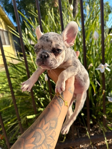 Frenchie