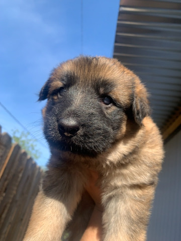 German Shepherd – German shepherds