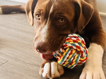 Mixed Breed – Loving Home Needed for Ace. Energetic, Neutered, Vaccinated, House & Crate Trained – Jonesboro