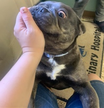 French Bulldog – Rehoming