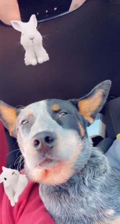 Australian Cattle Dog – Australian cattle dog Blue heelers