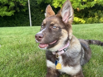 German Shepherd – Australian German shepard puppy – DuPont