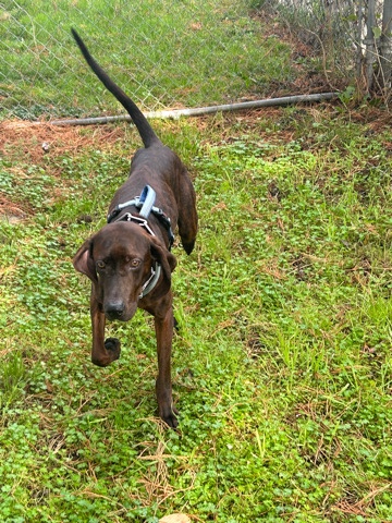 Black and Tan Coonhound – Loving 1year old Brindle Coonhound