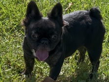 French Bulldog – fluffy French bulldog – Pembroke Pines