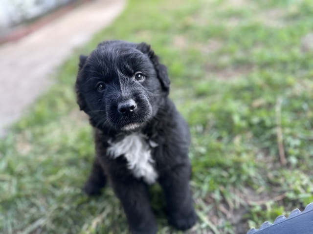 Australian Shepherd – 7 week old Australian Shepard mixed with labrador – San Bernardino