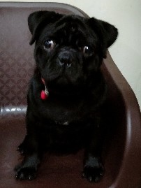 Pug – Black Pug For Sell