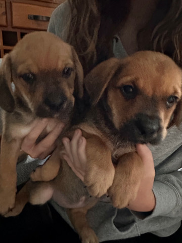 Pug – cross puggle puppies