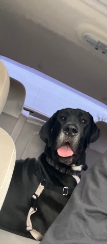Great Dane – Great Dane rehome