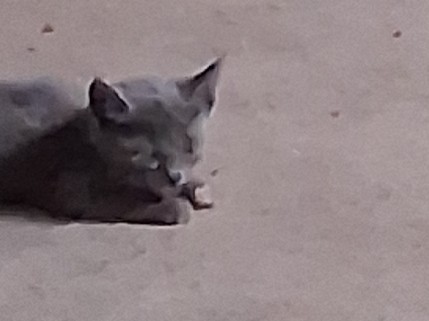 Grey domestic shorthair kitten – Phoenix