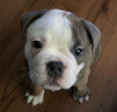 Olde English Bulldogge – 9 weeks old male Olde English Bulldogge puppy