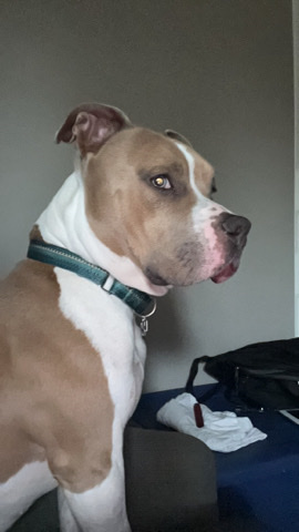 American Pit Bull Terrier – American bully pit