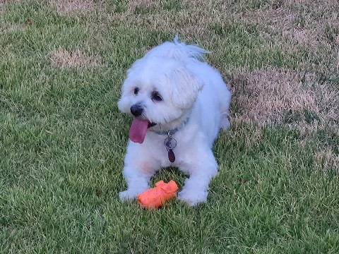 Maltese – PJ Is looking for a New home – Dallas