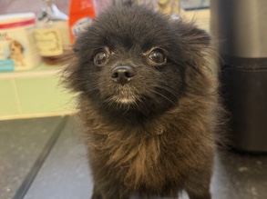 Pomeranian – 🐾 Gorgeous Black Pomeranian Boy Looking for His Forever Home 🐾🖤Our beautiful black Pomeranian boy is looking for a loving and caring forever home. 🐶✨ – London