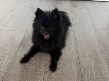 Pomeranian – 🐾 Gorgeous Black Pomeranian Boy Looking for His Forever Home 🐾🖤Our beautiful black Pomeranian boy is looking for a loving and caring forever home. 🐶✨ – London