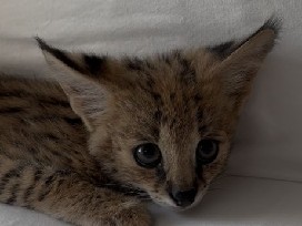Serval – mila nous on a un serval et les très gentil affecteux – Caudebronde