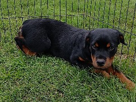 Rottweiler – 4 Rottweiler puppies – Henderson