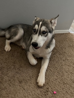 Siberian Husky – husky puppy