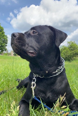 Bullmastiff – Anubis needs a home