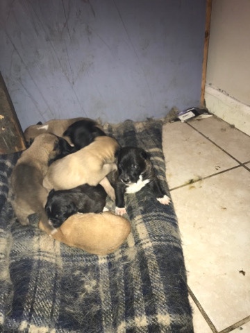 Belgian Shepherd Dog (Malinois) – puppies mixed with pitbull