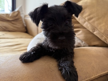 Miniature Schnauzer - Spot Miniature schnauzer  available for adoption in Los Angeles