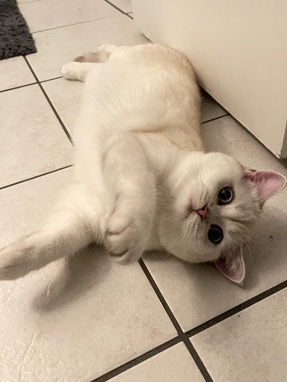 British Shorthair – British Shorthair Blue Eyes