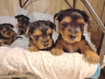 Yorkshire Terrier – Akc yorkie puppies – New Orleans