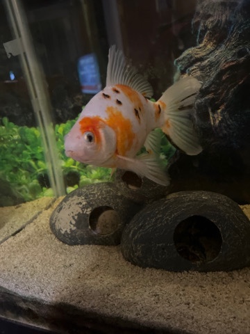 koi