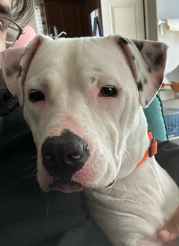 Dogo Argentino – high energy dogo argentino needs pet free home