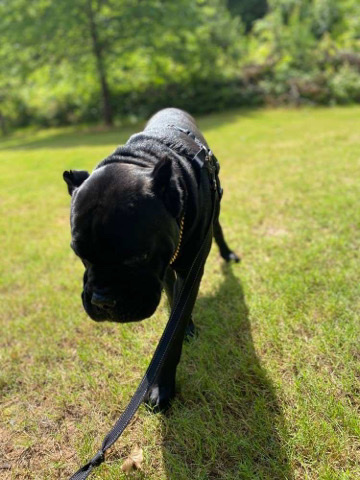 Cane Corso – CANE CORSO needs loving home
