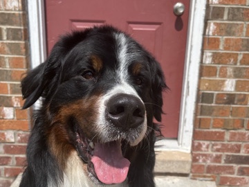 Bernese Mountain Dog – Adult Male Bernese Mountain Dog – Novi