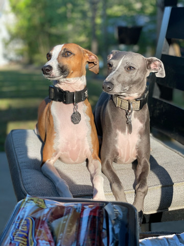 Italian Greyhound – Beautiful, AKC-Registered Italian Greyhound(s)