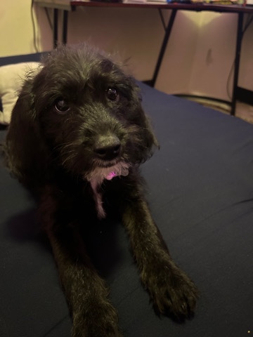 Poodle – Beagle Poodle Mix For Sale