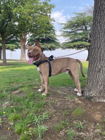 American Staffordshire Terrier – My one year old Staffordshire terrier needs a good home.