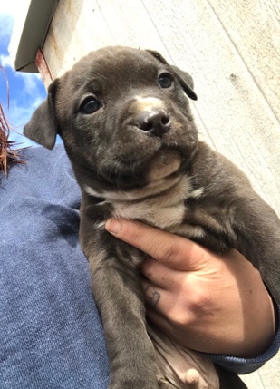 American Bully Female registered