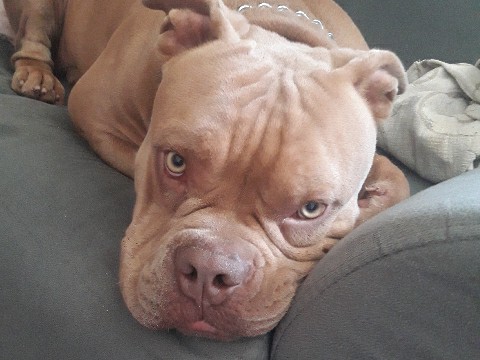 American Pit Bull Terrier - vendo lindo cachorro  available for adoption in Contagem