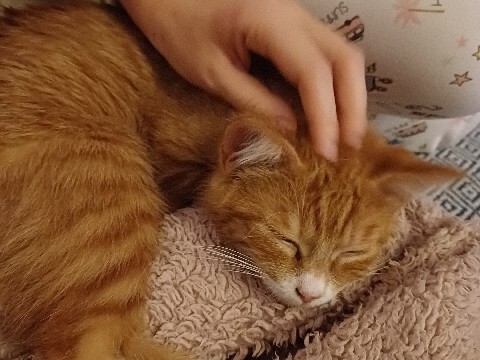 British Longhair – je donne un petit chaton