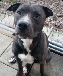 American Pit Bull Terrier – Selling full pit