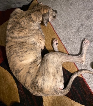 Great Dane – Dash