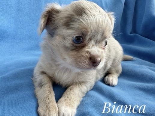 Chihuahua – gorgeous chihuahua puppies looking for their new homes🥹💕 – Newark