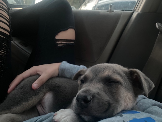 Siberian Husky – buster is his name