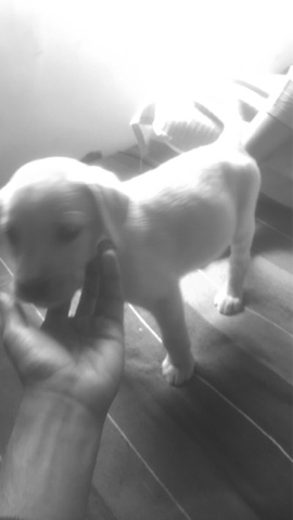 Labrador Retriever – female labro