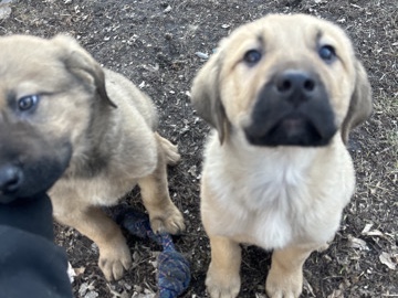Chesapeake bay retriever/ Anatolian Shepherd mix – Sioux Falls
