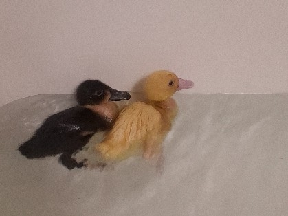 Duck – ducklings – Houston