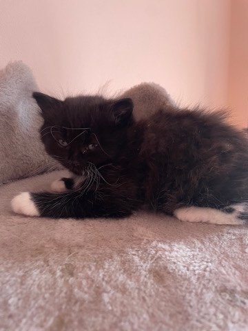 British Shorthair – 2 Kittens for sale