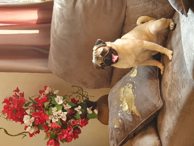 Pug – Pug for Sale